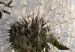 Canvas Three dandelions 58581 additionalThumb 2