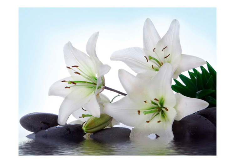 Wall Mural Beauty of Nature - White Water Lilies Resting on Rocks on a Blue Background 60181 additionalImage 1