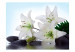 Wall Mural Beauty of Nature - White Water Lilies Resting on Rocks on a Blue Background 60181 additionalThumb 1