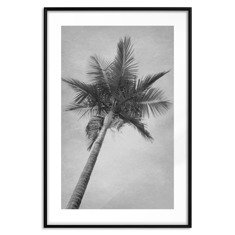 Poster Tall Palm Tree - black and white tropical landscape from a frog's perspective 116491 additionalImage 27