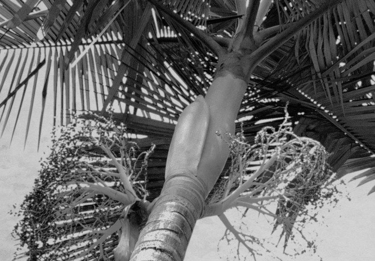 Poster Tall Palm Tree - black and white tropical landscape from a frog's perspective 116491 additionalImage 8