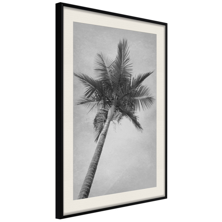 Poster Tall Palm Tree - black and white tropical landscape from a frog's perspective 116491 additionalImage 3