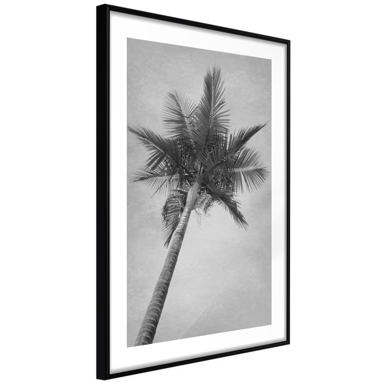 Poster Tall Palm Tree - black and white tropical landscape from a frog's perspective 116491 additionalImage 13