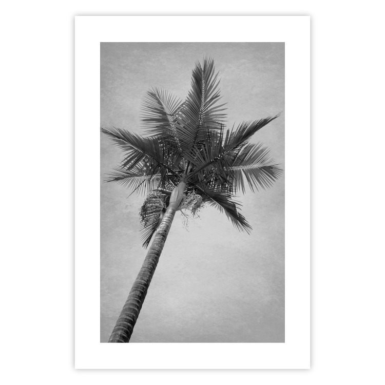 Poster Tall Palm Tree - black and white tropical landscape from a frog's perspective 116491 additionalImage 24