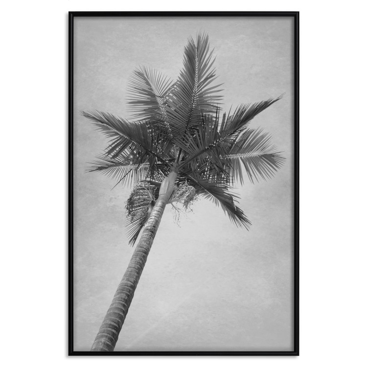 Poster Tall Palm Tree - black and white tropical landscape from a frog's perspective 116491 additionalImage 17