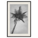Poster Tall Palm Tree - black and white tropical landscape from a frog's perspective 116491 additionalThumb 21
