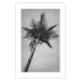 Poster Tall Palm Tree - black and white tropical landscape from a frog's perspective 116491 additionalThumb 24