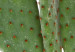 Poster Eared Cactus - funny green plant with eyes on a solid background 116891 additionalThumb 9