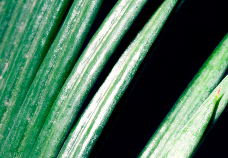 Canvas A detail of a cyclist - a photo of exotic leaves on a black background 118991 additionalImage 5