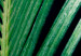 Canvas A detail of a cyclist - a photo of exotic leaves on a black background 118991 additionalThumb 4