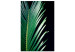 Canvas A detail of a cyclist - a photo of exotic leaves on a black background 118991