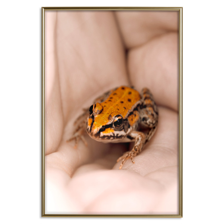 Poster The Good Life - tiny yellow frog on hand of a person 124391 additionalImage 16