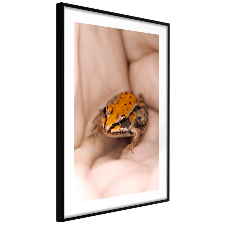 Poster The Good Life - tiny yellow frog on hand of a person 124391 additionalImage 11