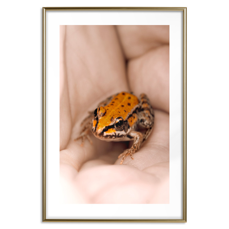 Poster The Good Life - tiny yellow frog on hand of a person 124391 additionalImage 14