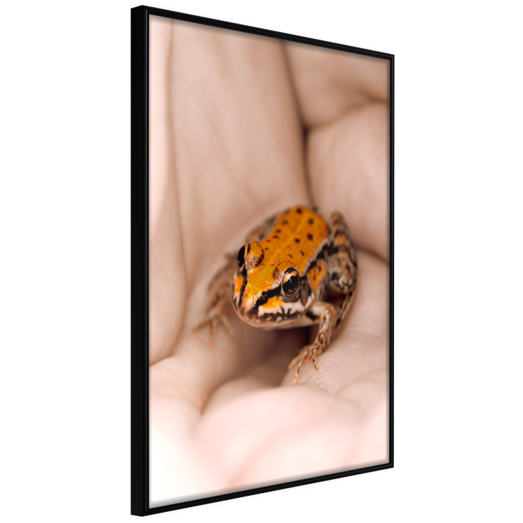 Poster The Good Life - tiny yellow frog on hand of a person 124391 additionalImage 10