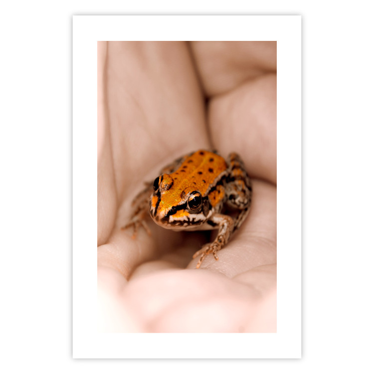 Poster The Good Life - tiny yellow frog on hand of a person 124391 additionalImage 19