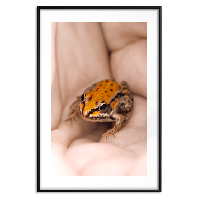 Poster The Good Life - tiny yellow frog on hand of a person 124391 additionalImage 15