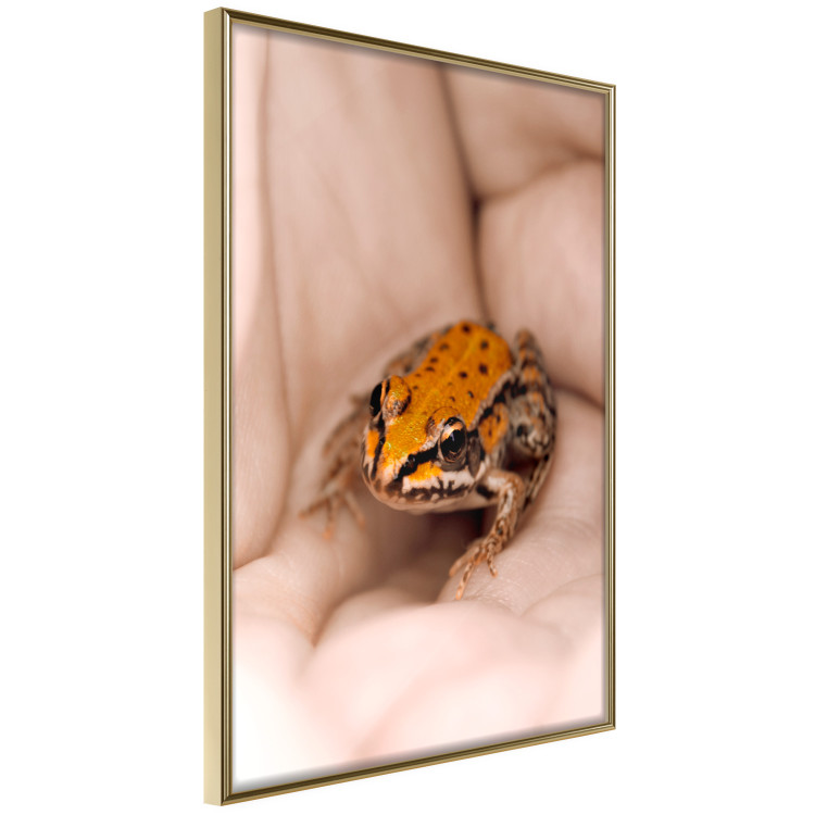 Poster The Good Life - tiny yellow frog on hand of a person 124391 additionalImage 12