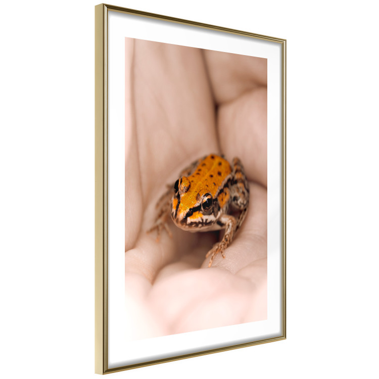 Poster The Good Life - tiny yellow frog on hand of a person 124391 additionalImage 6