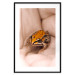 Poster The Good Life - tiny yellow frog on hand of a person 124391 additionalThumb 15