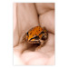 Poster The Good Life - tiny yellow frog on hand of a person 124391