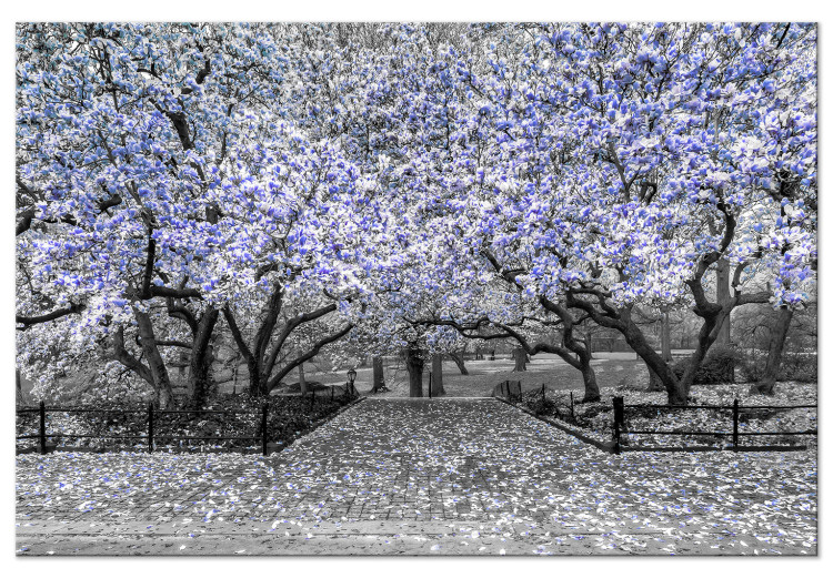 Canvas Blooming Magnolias - magnolia trees with flowers in shades of violet 128791