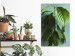 Canvas Avocado (1-piece) Vertical - landscape of green leaves of a houseplant 129891 additionalThumb 3