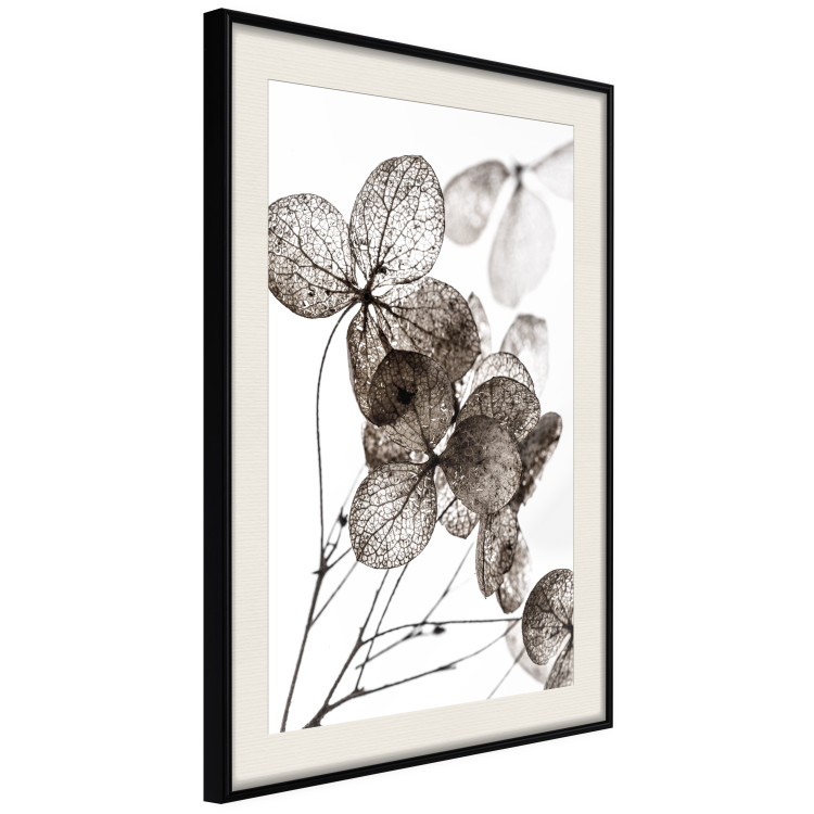 Poster Transparent Clover - composition of a plant with leaves on a white background 130391 additionalImage 2