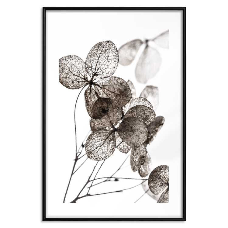Poster Transparent Clover - composition of a plant with leaves on a white background 130391 additionalImage 15