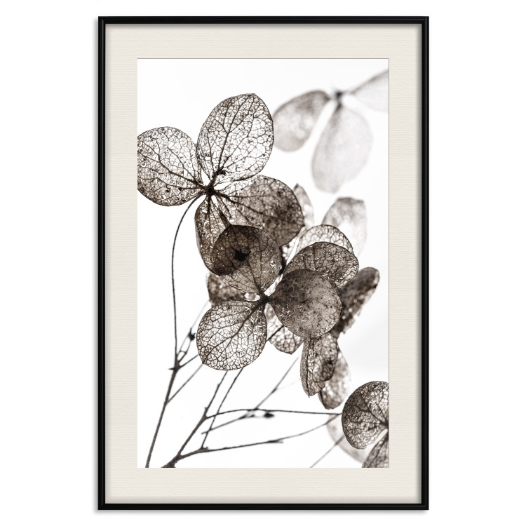 Poster Transparent Clover - composition of a plant with leaves on a white background 130391 additionalImage 19