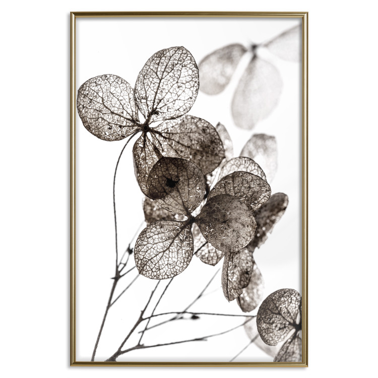Poster Transparent Clover - composition of a plant with leaves on a white background 130391 additionalImage 21