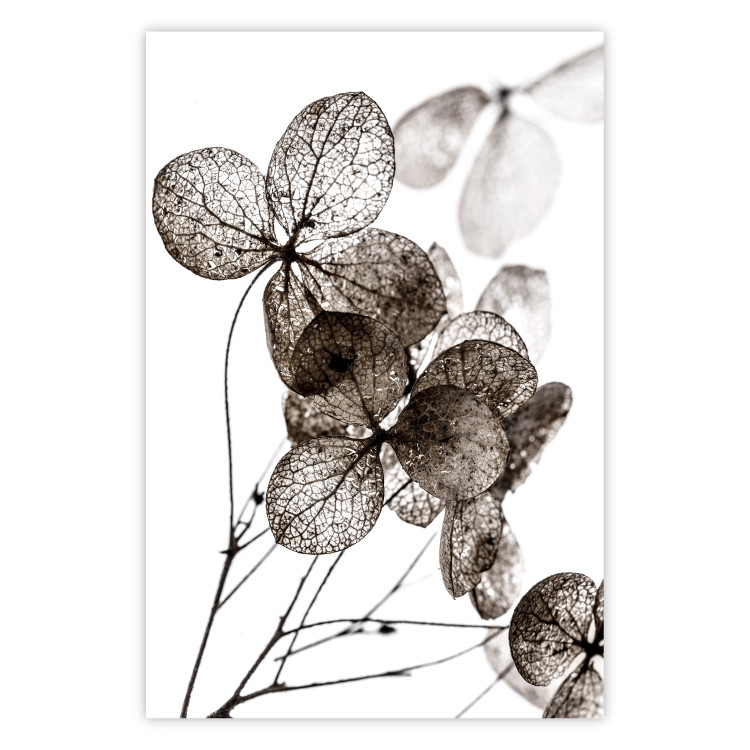 Poster Transparent Clover - composition of a plant with leaves on a white background 130391