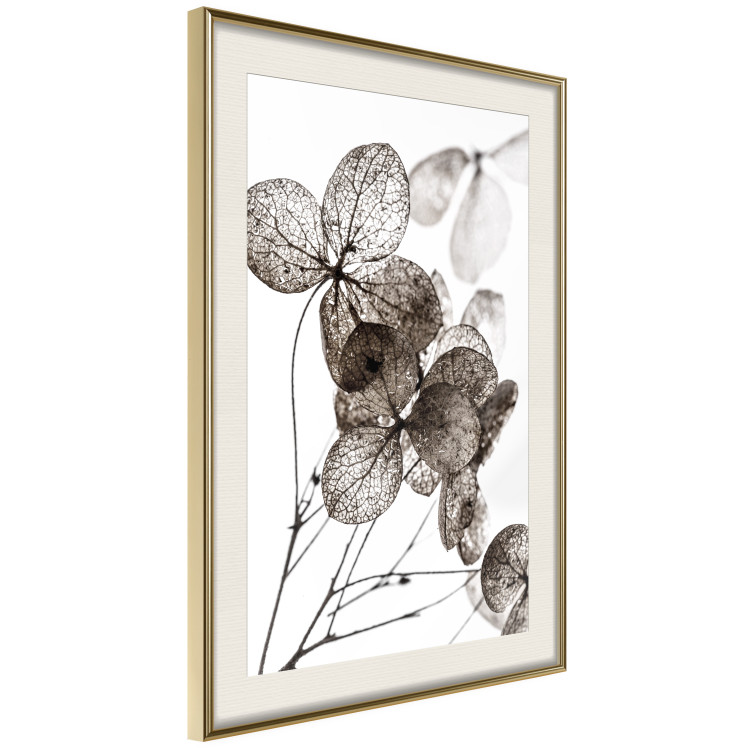 Poster Transparent Clover - composition of a plant with leaves on a white background 130391 additionalImage 3