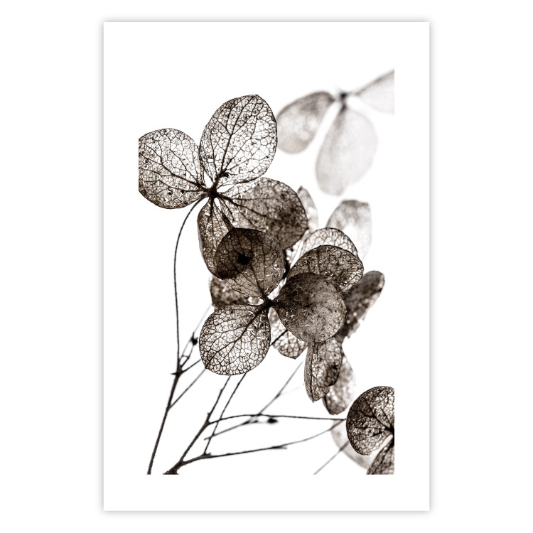 Poster Transparent Clover - composition of a plant with leaves on a white background 130391 additionalImage 25