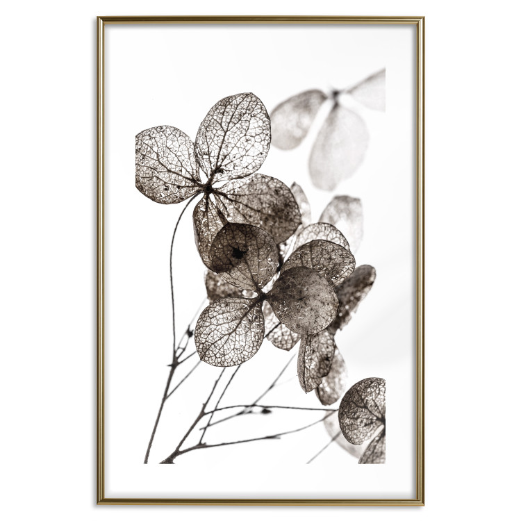 Poster Transparent Clover - composition of a plant with leaves on a white background 130391 additionalImage 14
