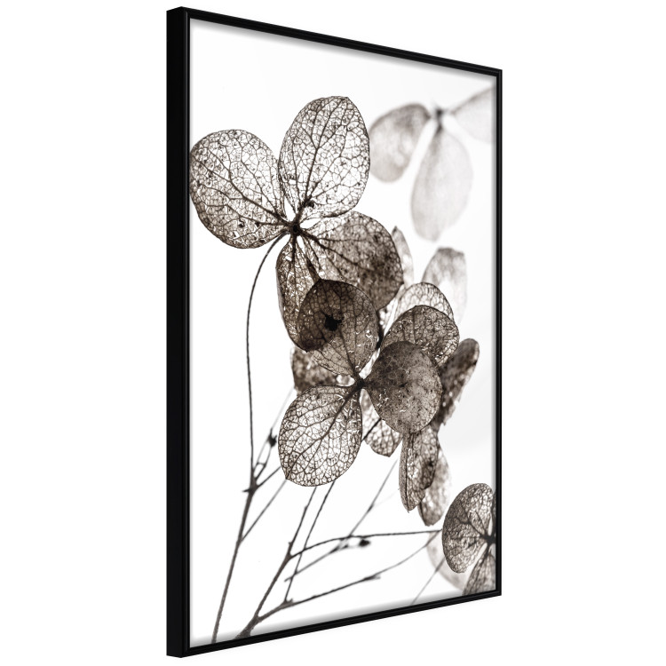 Poster Transparent Clover - composition of a plant with leaves on a white background 130391 additionalImage 13