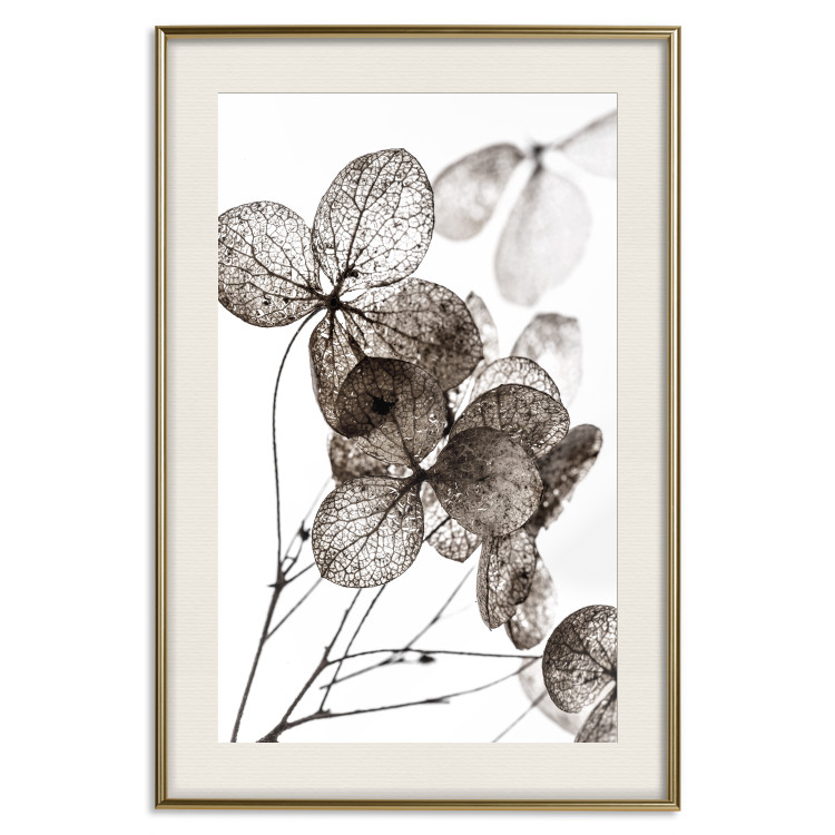 Poster Transparent Clover - composition of a plant with leaves on a white background 130391 additionalImage 20