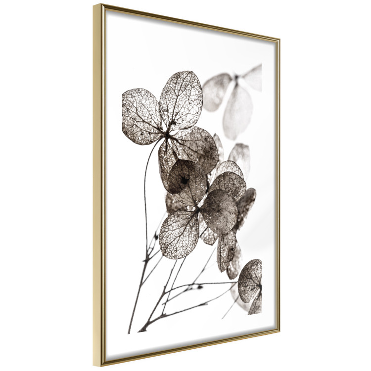 Poster Transparent Clover - composition of a plant with leaves on a white background 130391 additionalImage 9