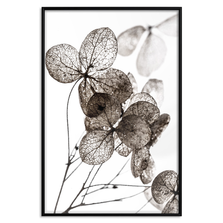 Poster Transparent Clover - composition of a plant with leaves on a white background 130391 additionalImage 18