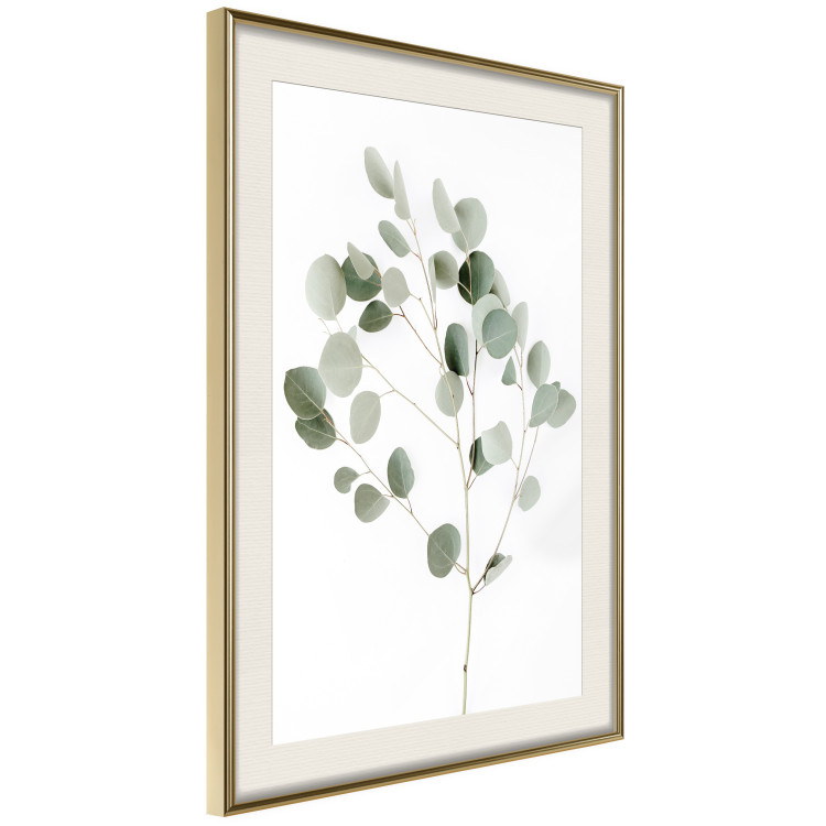 Poster Silver Eucalyptus - simple composition with green leaves on a white background 137491 additionalImage 19