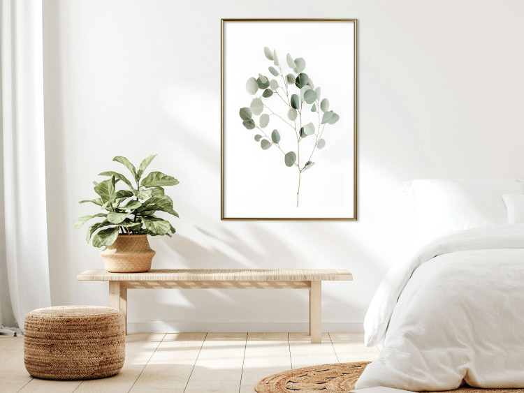 Poster Silver Eucalyptus - simple composition with green leaves on a white background 137491 additionalImage 9