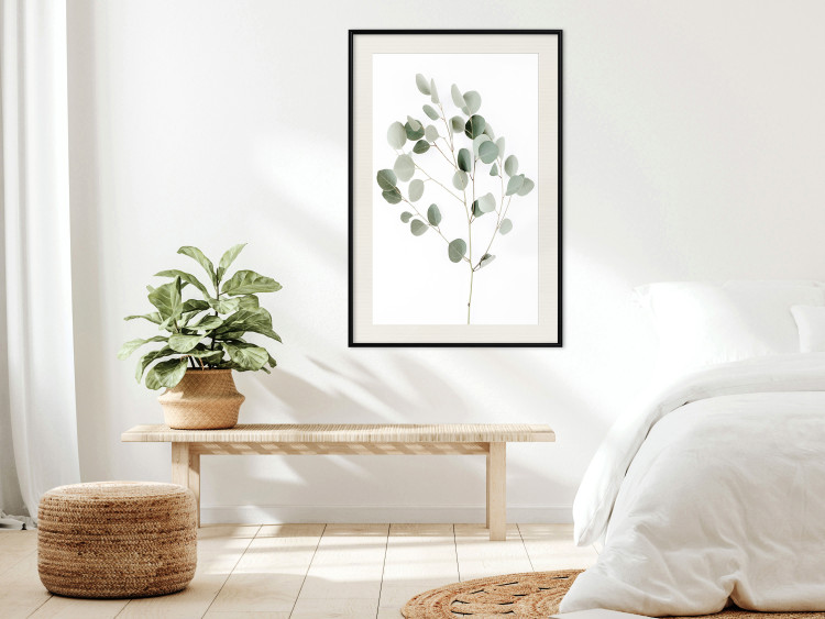 Poster Silver Eucalyptus - simple composition with green leaves on a white background 137491 additionalImage 13