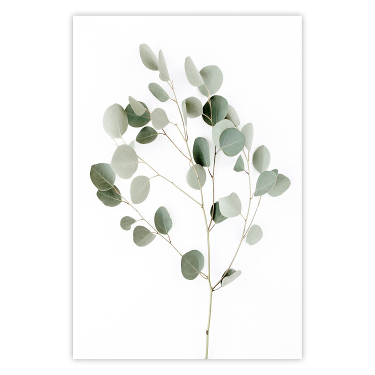 Poster Silver Eucalyptus - simple composition with green leaves on a white background 137491