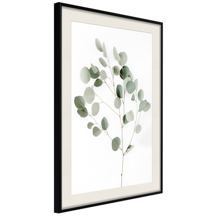 Poster Silver Eucalyptus - simple composition with green leaves on a white background 137491 additionalImage 20