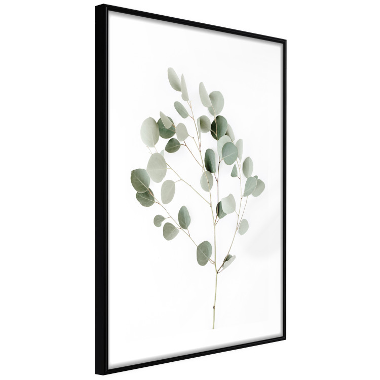 Poster Silver Eucalyptus - simple composition with green leaves on a white background 137491 additionalImage 16