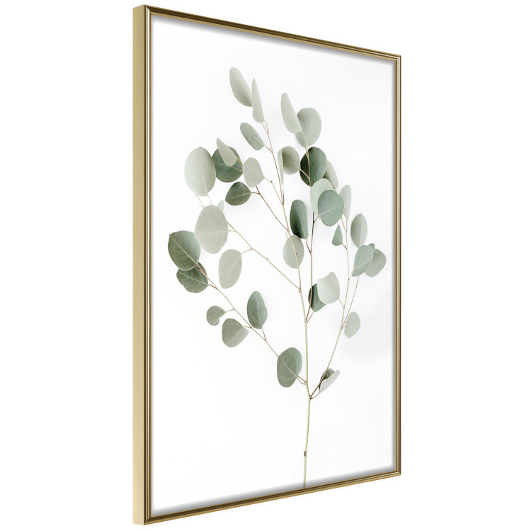Poster Silver Eucalyptus - simple composition with green leaves on a white background 137491 additionalImage 22