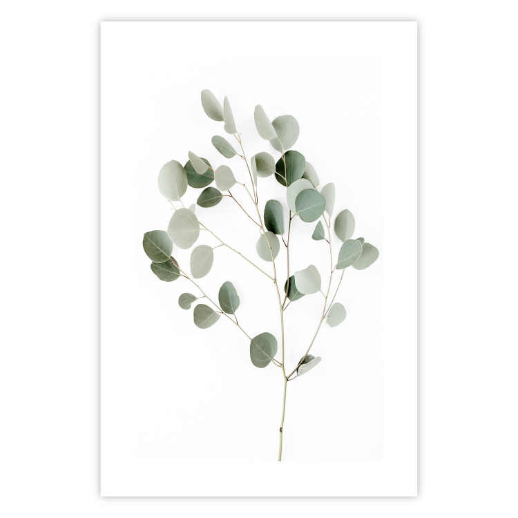 Poster Silver Eucalyptus - simple composition with green leaves on a white background 137491 additionalImage 6