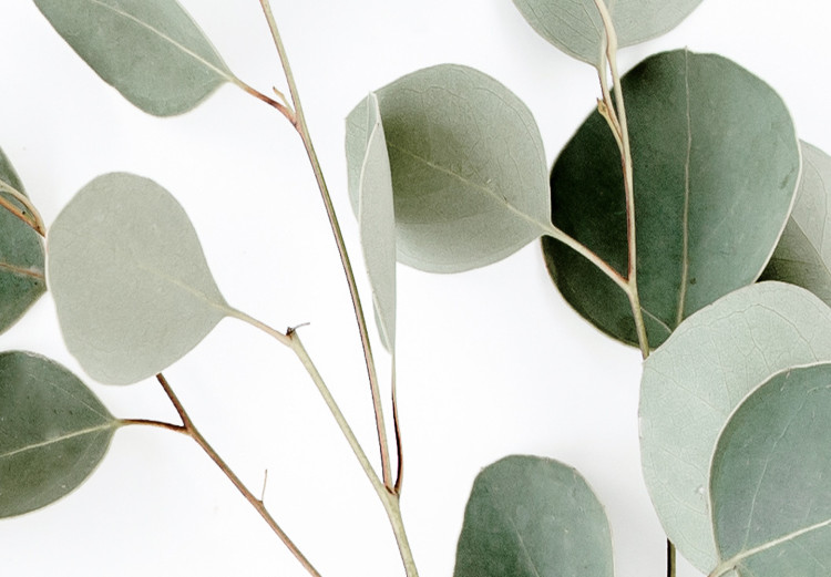 Poster Silver Eucalyptus - simple composition with green leaves on a white background 137491 additionalImage 27