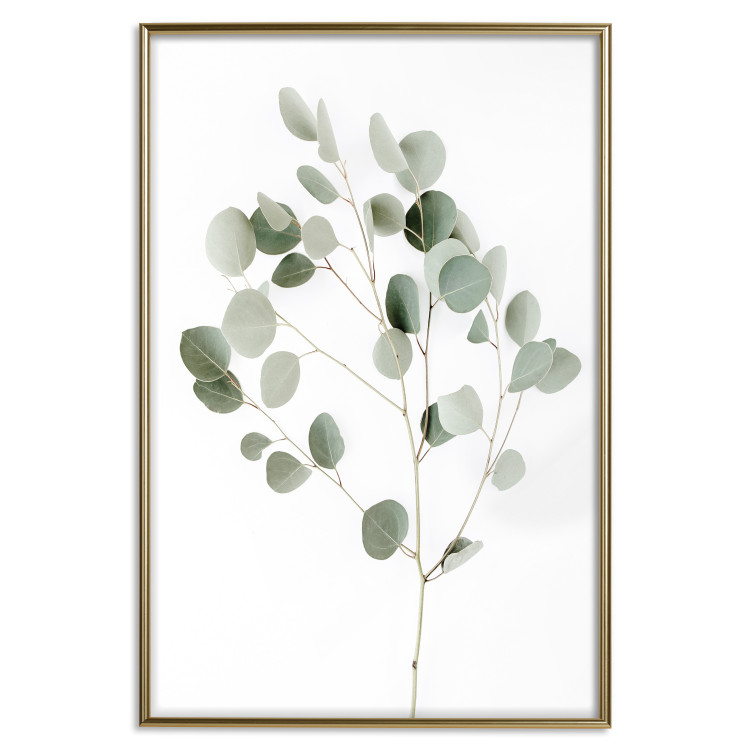 Poster Silver Eucalyptus - simple composition with green leaves on a white background 137491 additionalImage 6