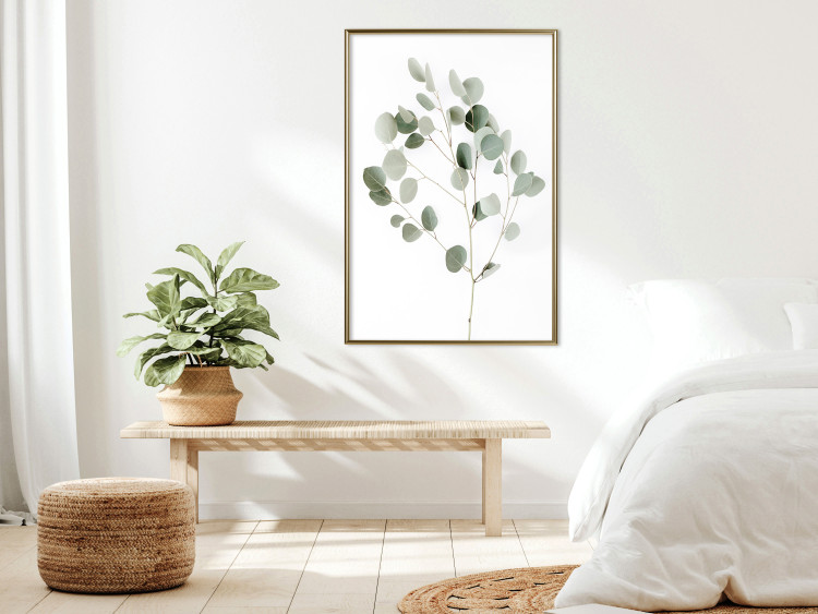 Poster Silver Eucalyptus - simple composition with green leaves on a white background 137491 additionalImage 18